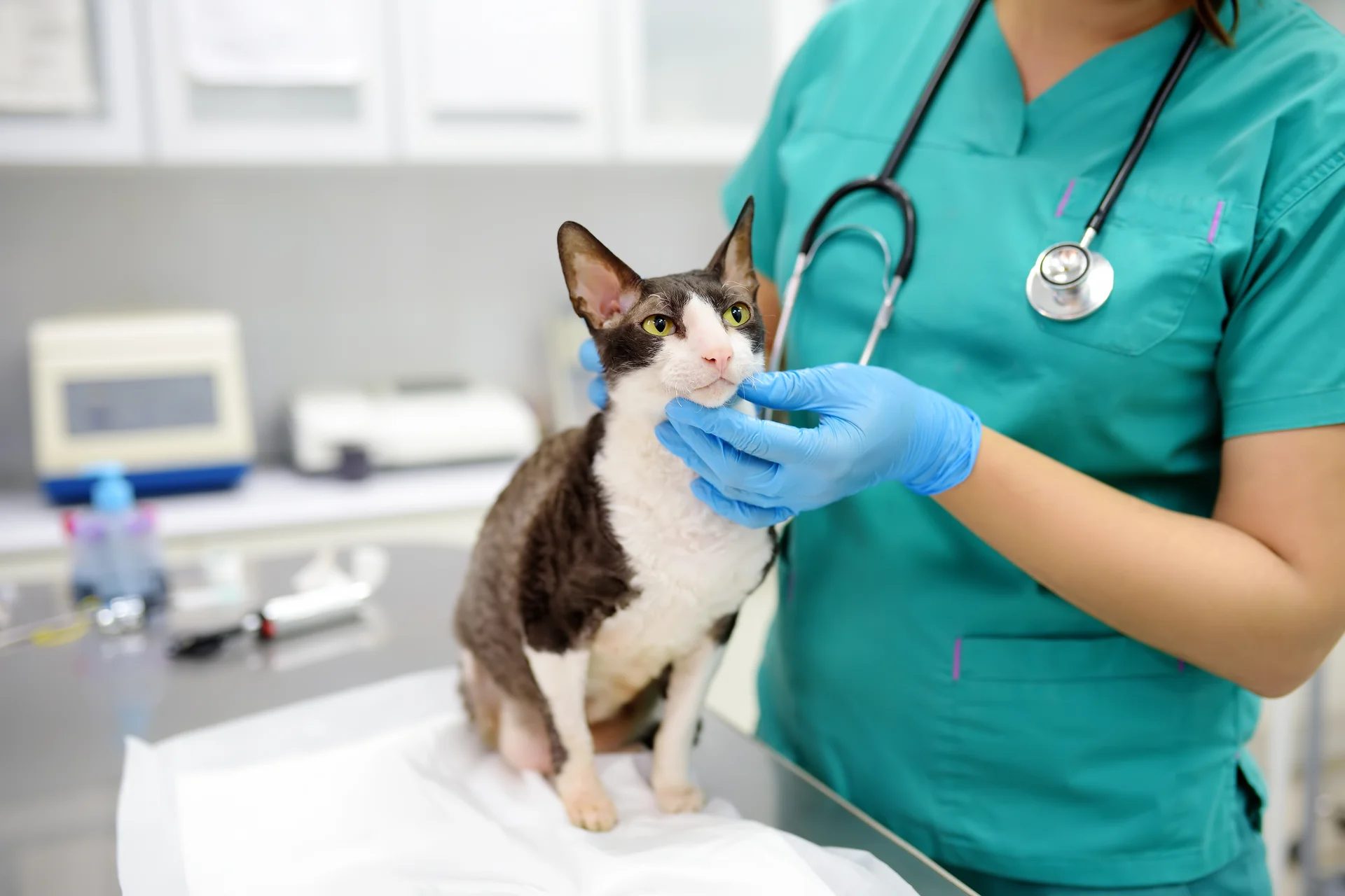 Veterinarian in teal scrubs examining a cat with stethoscope in clinic